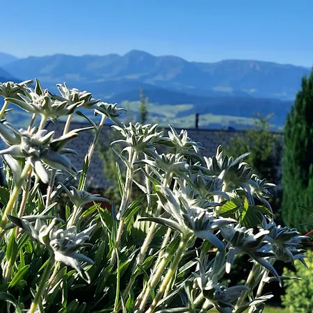 Panorama * Sulzberg (Bregenz)