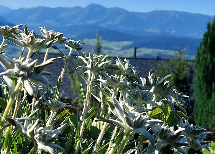 Panorama * Sulzberg (Bregenz)